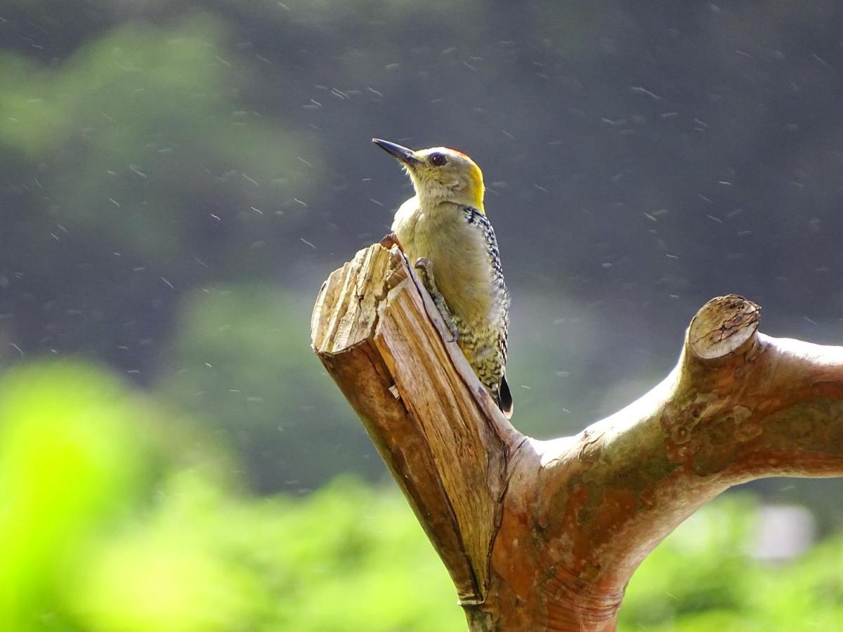 Miztli Lodge & Adventure Monteverde 외부 사진