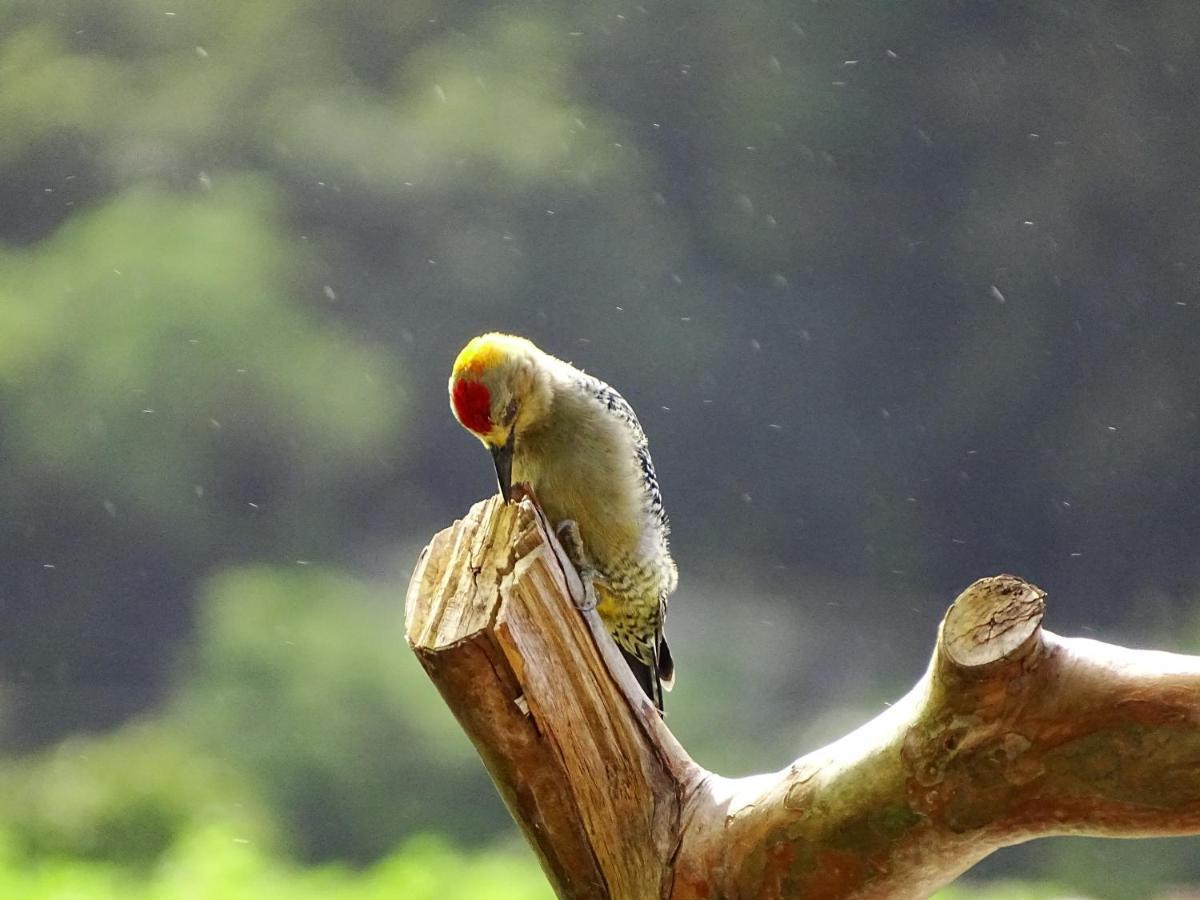 Miztli Lodge & Adventure Monteverde 외부 사진