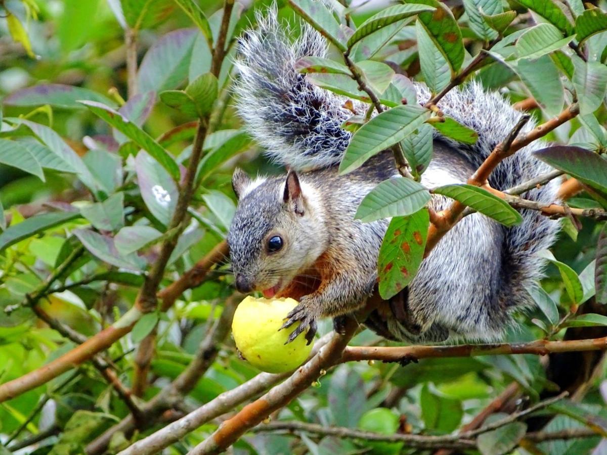 Miztli Lodge & Adventure Monteverde 외부 사진