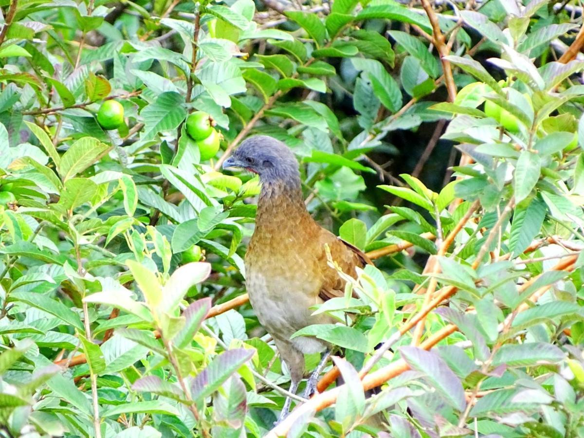 Miztli Lodge & Adventure Monteverde 외부 사진